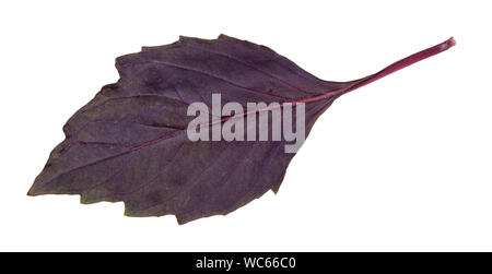 leaf of fresh dark purple basil herb isolated on white background Stock Photo