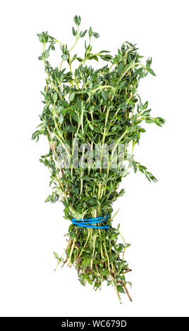 bunch of fresh thyme herb isolated on white background Stock Photo