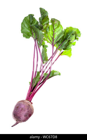 fresh organic garden beet root with greens isolated on white background Stock Photo