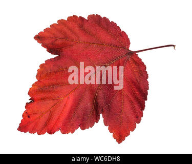 fallen red leaf of ninebark (physocarpus) shrub isolated on white background Stock Photo