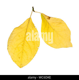 two yellow leaves of plum tree isolated on white background Stock Photo