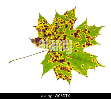 diseased leaf of maple tree isolated on white background Stock Photo