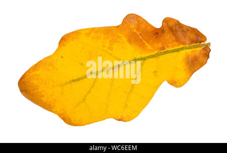 fallen yellow oak leaf isolated on white background Stock Photo