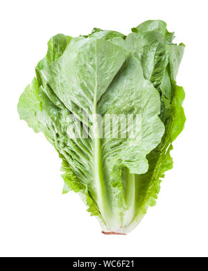 fresh Romaine lettuce isolated on white background Stock Photo