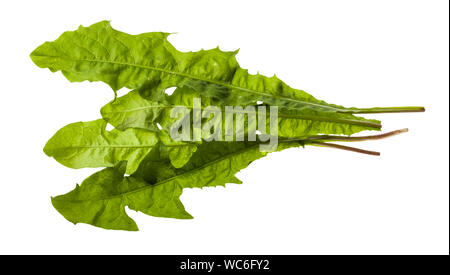 several green leaves of dandelion grass isolated on white background Stock Photo