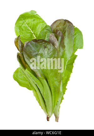 bunch of fresh green Romaine lettuce isolated on white background Stock Photo