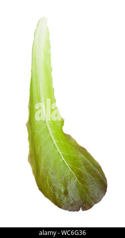 single leaf of Romaine lettuce isolated on white background Stock Photo