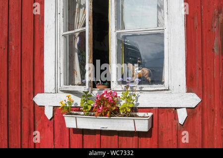 Flowers outside a rustic white window frame on a red barn, with a model of a horse and rider in Porvoo Finland. Stock Photo