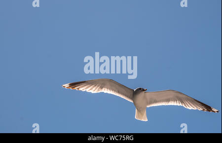 flying mantle seagull, Larus marinus, spread wings, blue sky, bakka, Sogn og Fjordane, Norway, Scandinavia, Europe, NOR, travel, tourism, destination, Stock Photo