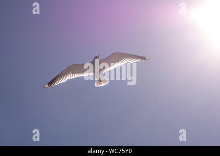 flying mantle seagull, Larus marinus, spread wings, blue sky, bakka, Sogn og Fjordane, Norway, Scandinavia, Europe, NOR, travel, tourism, destination, Stock Photo