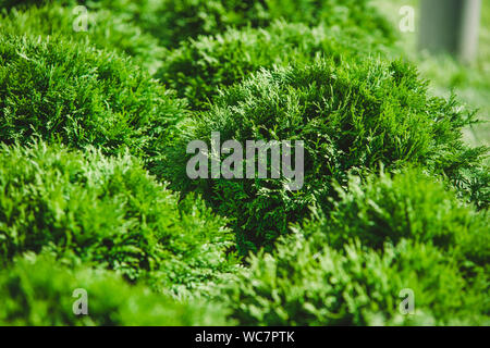 Closeup of Beautiful green christmas leaves of Thuja trees on green background. Twig occidentalis is an evergreen coniferous tree. Platycladus orienta Stock Photo