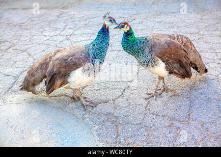 couple of peacocks lovely kissing Stock Photo