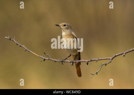 common redstart bird on branch with warm background Stock Photo