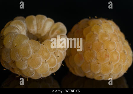 Closeup of two whole fresh golden hymalayan raspberry isolated on black glass Stock Photo