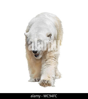 Large Polar Bear Isolated on White Background Stock Photo - Alamy