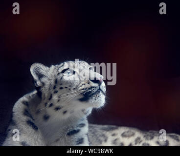 Young Snow leopard portrait close up on dark background Stock Photo