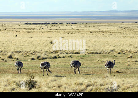 Darwin's Rheas (Rhea pennata) grazing at the side of the road outside Punta Arenas in Chilean Patagonia. Stock Photo