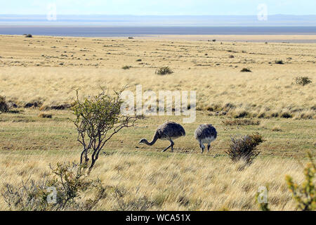 Darwin's Rheas (Rhea pennata) grazing at the side of the road outside Punta Arenas in Chilean Patagonia. Stock Photo