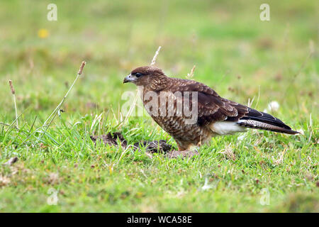Chimango Caracara (Milvago chimango) resting on the island of Chiloe in the Los Lagos region of Chile. Stock Photo