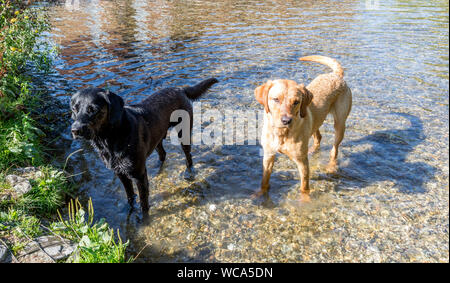 Dogs Playing In The River Avon Salisbury UK Stock Photo