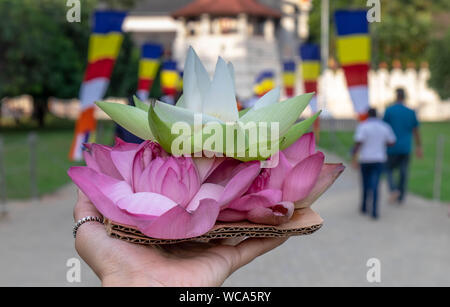 KANDY/ SRI LANKA, AUGUST 04-2019: The lotus in unspecific woman hand for the respect for buddhist in Temple of the tooth in Kandy, Sri-Lanka. Stock Photo