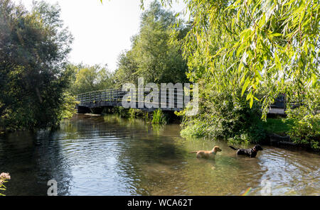 Dogs Playing In The River Avon Salisbury UK Stock Photo