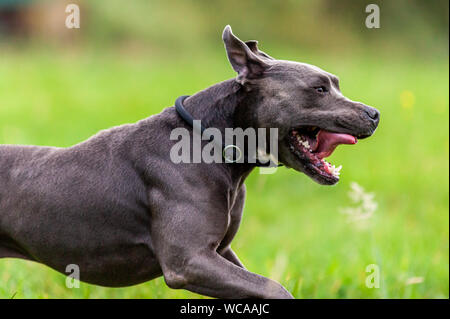 Pitbull dog portrait with collar on grass background Stock Photo
