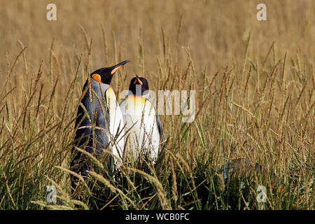 A pair of King Penguins (Aptenodytes patagonicus) in a colony established on Tierra del Fuego, Chile