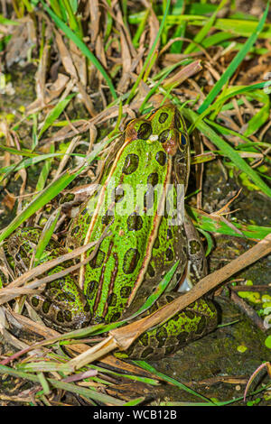 Adult Northern Leopard frog (Lithobates pipiens) sits in shoreline grass near wetland pond, Castle Rock Colorado US. Photo taken in late August. Stock Photo