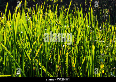Water grass in sunset on Plivsko jezero in Bosnia and Herzegovina Stock Photo