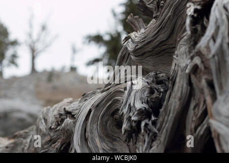Gnarly stump found on a hike in Mt Charleston Stock Photo