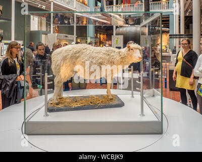 Dolly the Sheep stuffed and staying in the National Museum of Scotland on July 27, 2017 in Edinburgh Scotland. The National Museum is a landmark attra Stock Photo