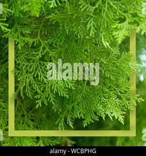 Green thuja branches with needles. Nature Christmas banner. Green frame with copyspace. Stock Photo