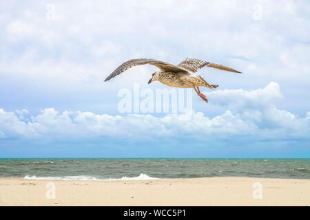 Seagull Flying Over a Beach in New Jersey. Stock Photo