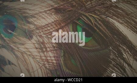 Detail Shot Of Peacock Feathers Over White Background