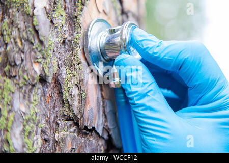 A hand holds a phonendoscope instrument with a bark of pine tree in the forest. Stock Photo
