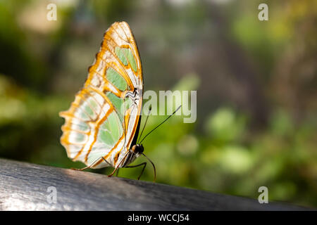 Orange and Green Butterfly (Siproeta Stelenes) Standing on a Wood Log in a Butterfly Farm Stock Photo