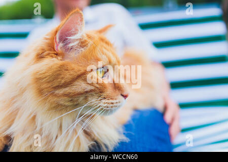 The cat is sitting on his hands. Kurilian Bobtail Stock Photo