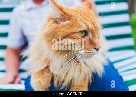 The cat is sitting on his hands. Kurilian Bobtail Stock Photo