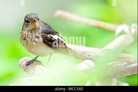 Oriental Magpie Robin Juvenile /Copsychus saularis Stock Photo