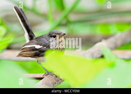 Oriental Magpie Robin Juvenile /Copsychus saularis Stock Photo