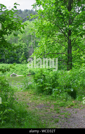 path or road in the forest leading to the water among the trees Stock Photo