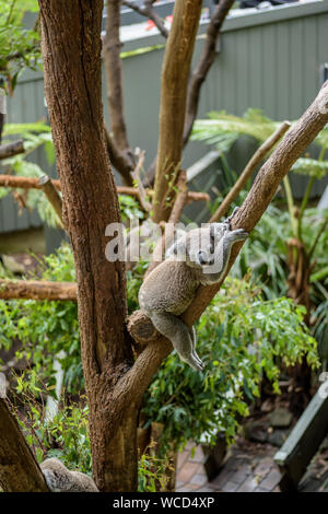 sleeping australian koala on the trees, natural environment Stock Photo