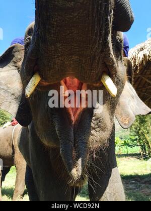 Close-up Of Elephant With Mouth Open Standing At Forest