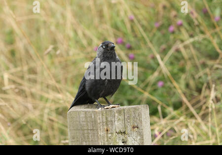 A pretty Jackdaw, Corvus monedula, perching on a wooden fence post. Stock Photo