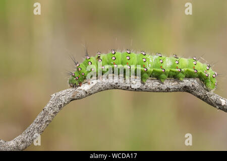 A beautiful Emperor moth Caterpillar, Saturnia pavonia, walking along a twig in heath land. Stock Photo