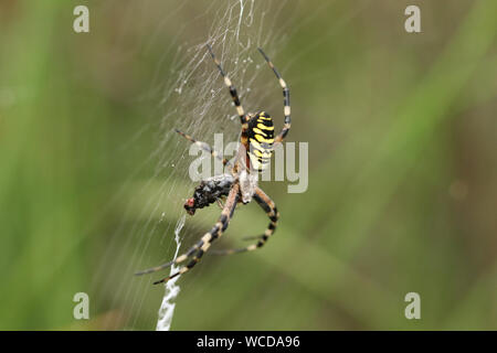 A beautiful Wasp Spider, Argiope bruennichi, eating a fly that has got caught in its web.