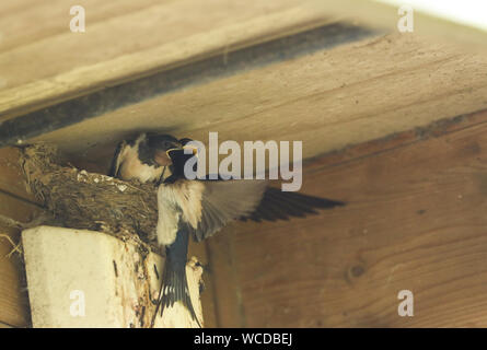 Two cute baby Swallows, Hirundo rustica, sitting in their nest under the eaves of a building. One of the chicks is being fed by the parent bird. Stock Photo