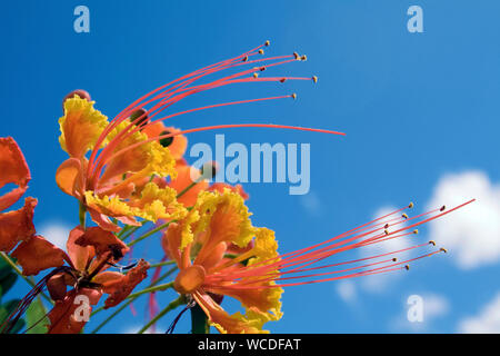 Flamboyant, Pride of Barbados (Caesalpinia pulcherrima), Bonaire, Netherland Antilles, Antilles Stock Photo