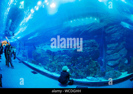 The image of Dubai Aquarium in Dubai Mall, UAE Stock Photo